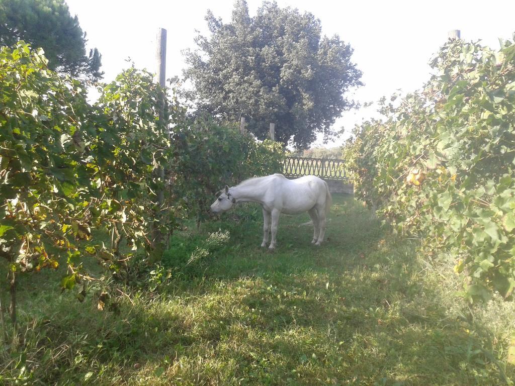 Valle Rillo Agriturismo Βίλα Comacchio Εξωτερικό φωτογραφία