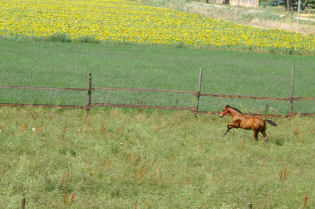 Valle Rillo Agriturismo Βίλα Comacchio Εξωτερικό φωτογραφία